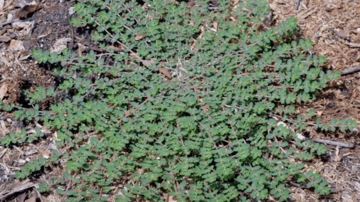 Kill Spotted Spurge in Bermuda Without Burning Your Lawn