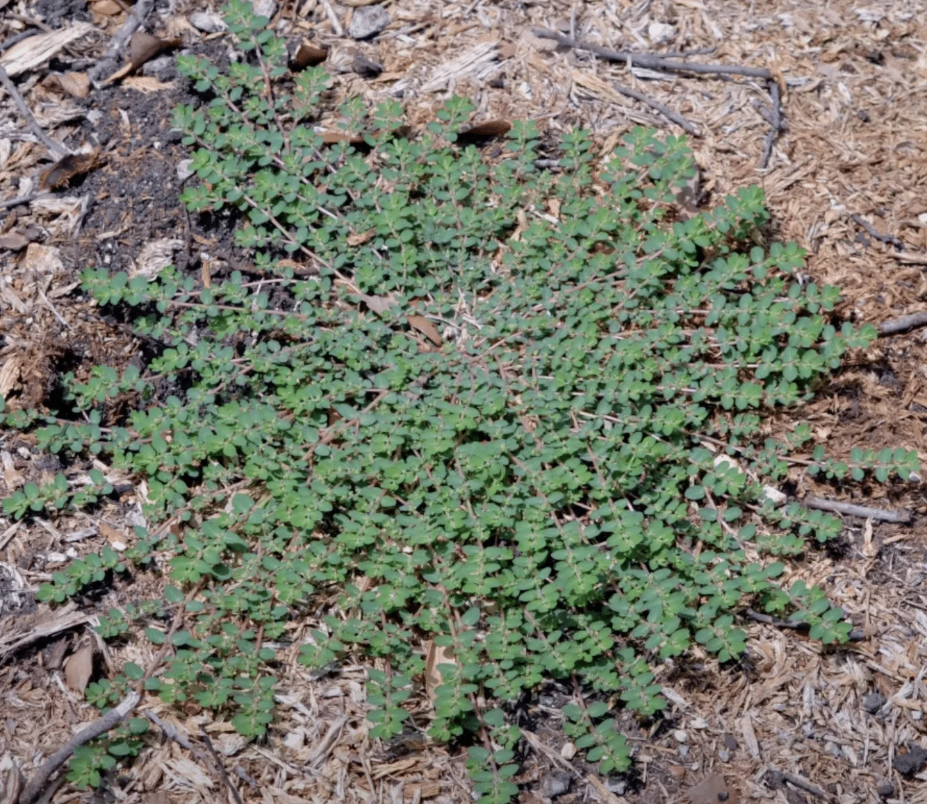 how to kill spotted spurge in lawn without burning bermuda