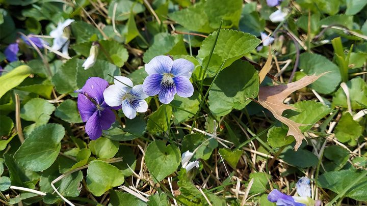 How to Apply Triclopyr for Wild Violets in Fescue: Timing & Application Guide