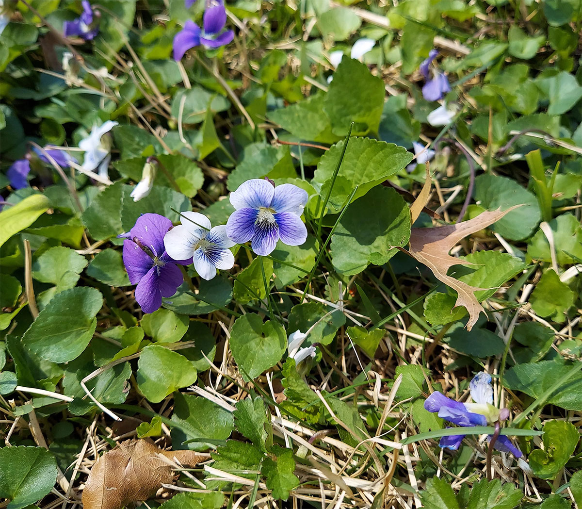 how to kill wild violets without destroying fescue lawn