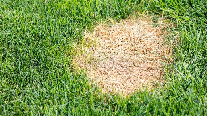 Stop Dog Urine from Killing Your Grass: Easy Lawn Fixes