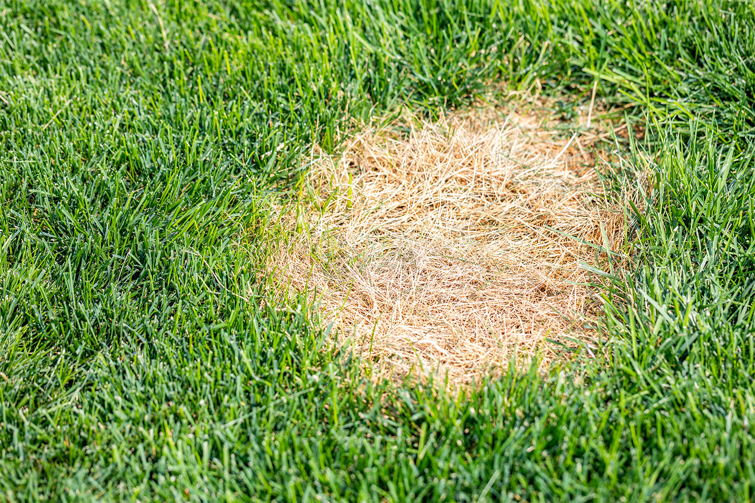 how to neutralize nitrogen in dog urine on lawn