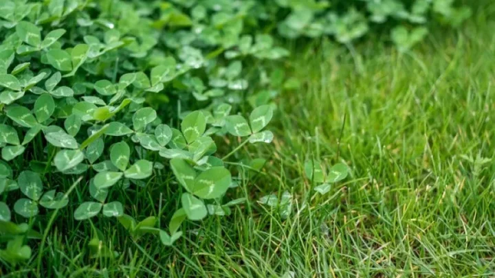 Plant Microclover in Your Lawn Without Killing Grass