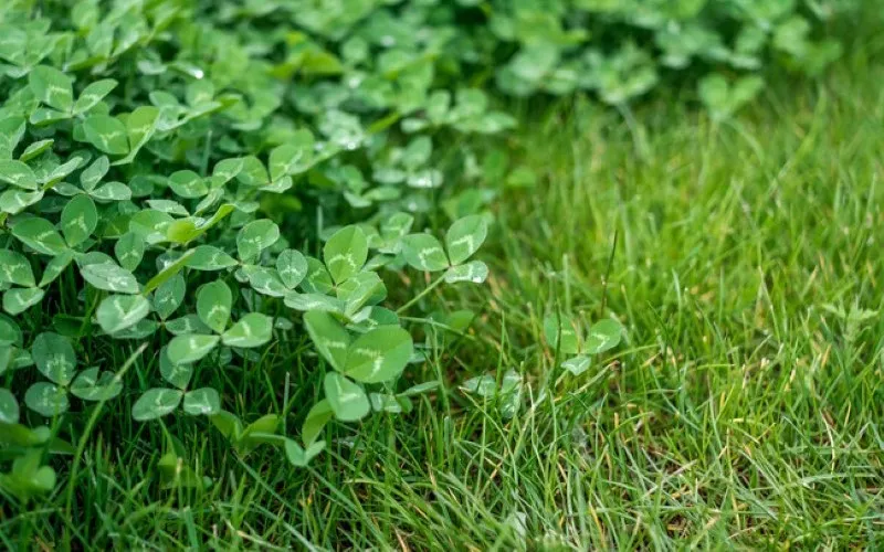 how to plant microclover in existing lawn without killing grass