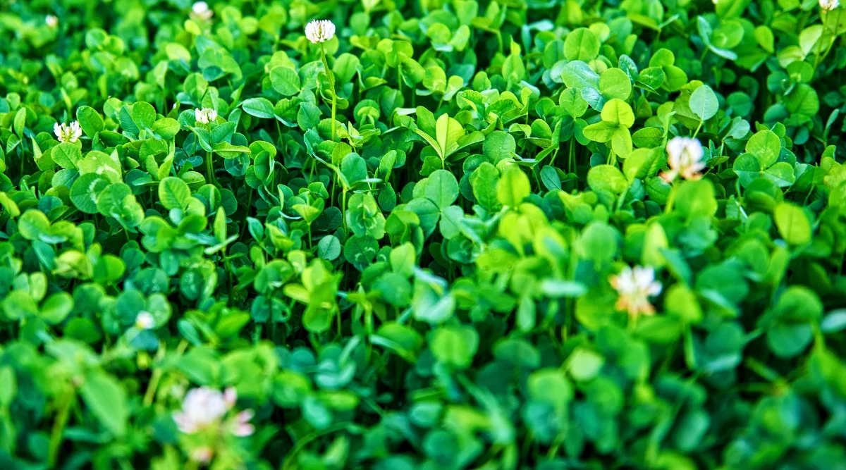 how to plant microclover in existing lawn without killing grass