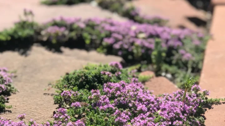 Prepare Soil for a Creeping Thyme Lawn: Step-by-Step Guide