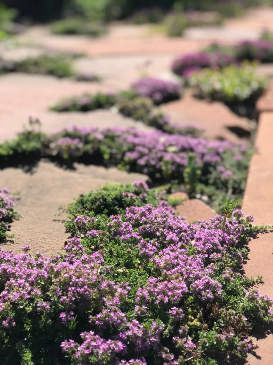 how to prepare soil for planting creeping thyme lawn