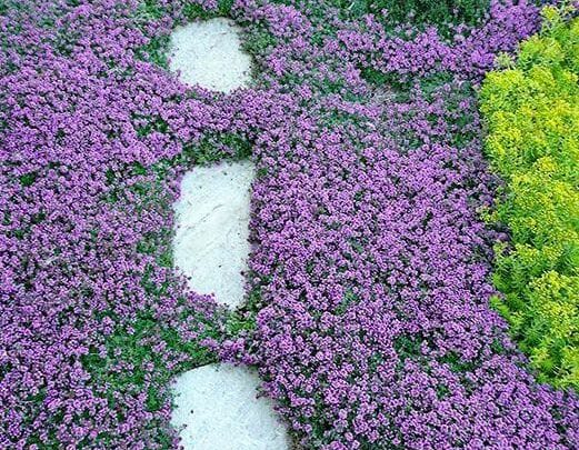Planting a Creeping Thyme Lawn: Plugs vs Seed vs Mats & First-Year Care