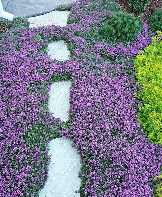 how to prepare soil for planting creeping thyme lawn