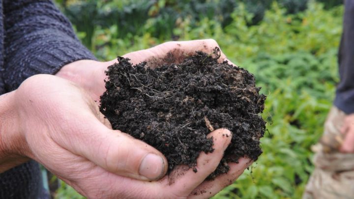 Topdress Lawn with Biochar and Compost: A Complete Guide