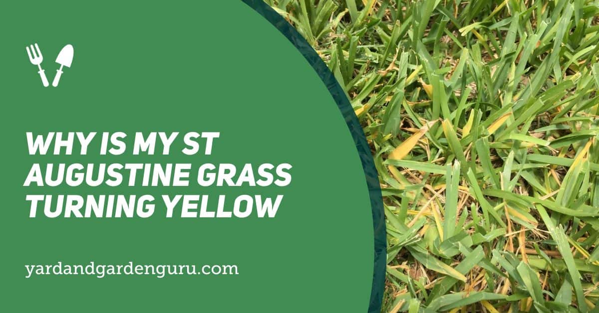 how to treat iron chlorosis in st augustine grass
