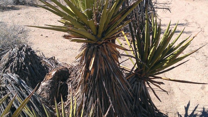 Yucca Extract: Break Up Soil Compaction Naturally