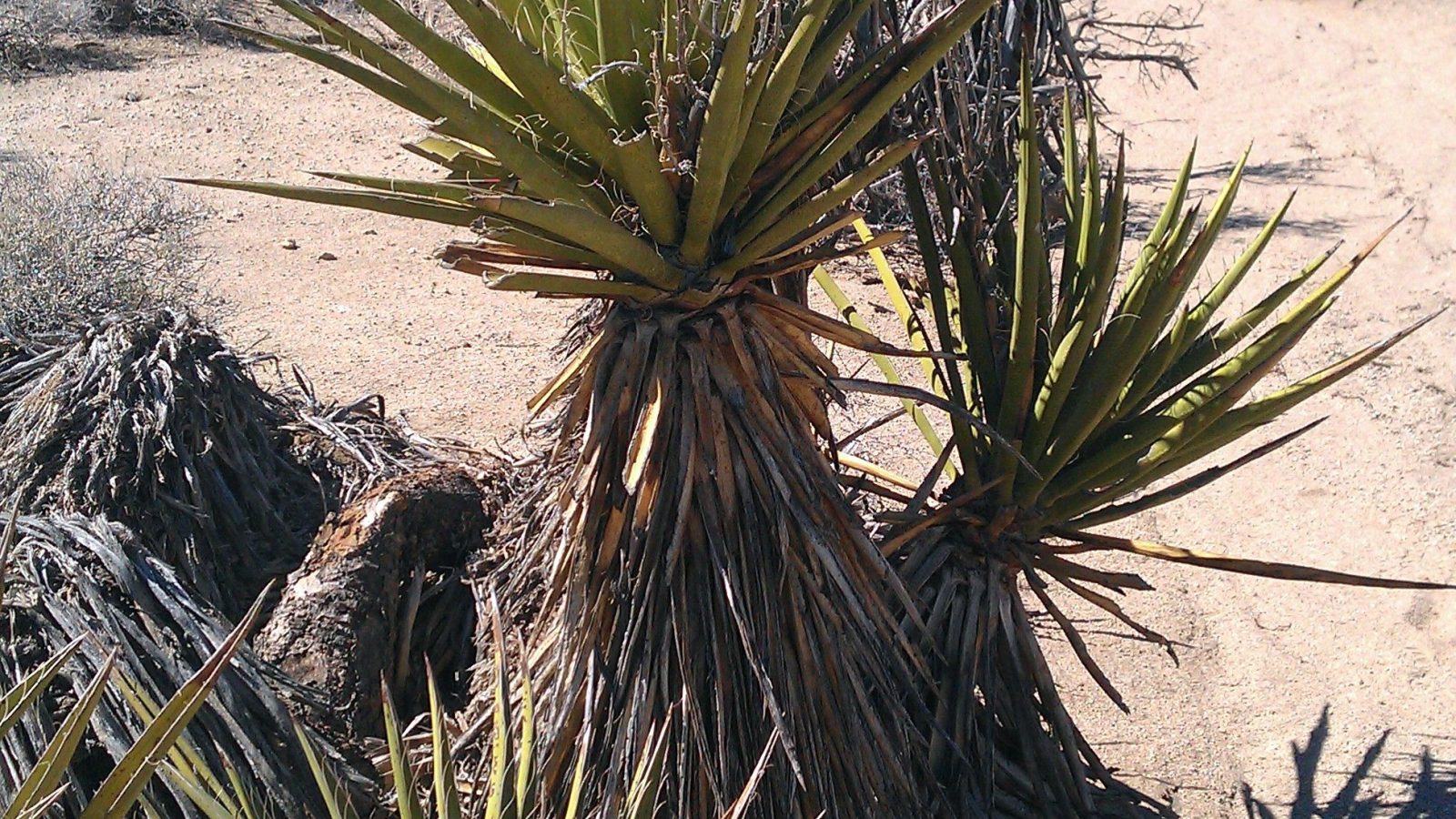 how yucca extract breaks soil compaction naturally