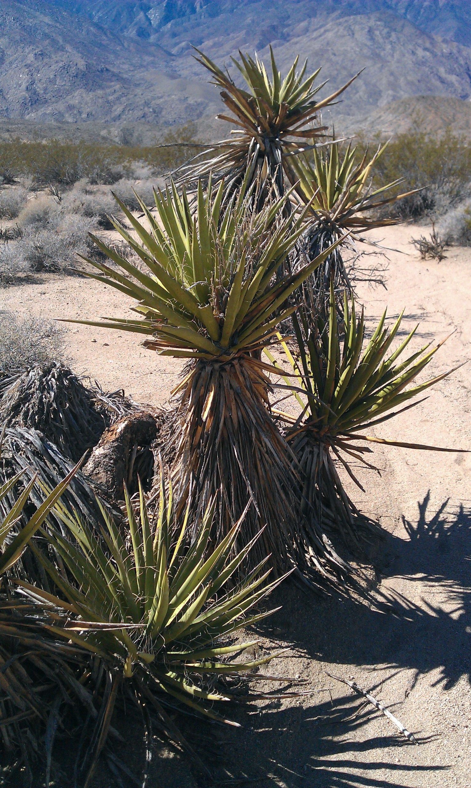 how yucca extract breaks soil compaction naturally
