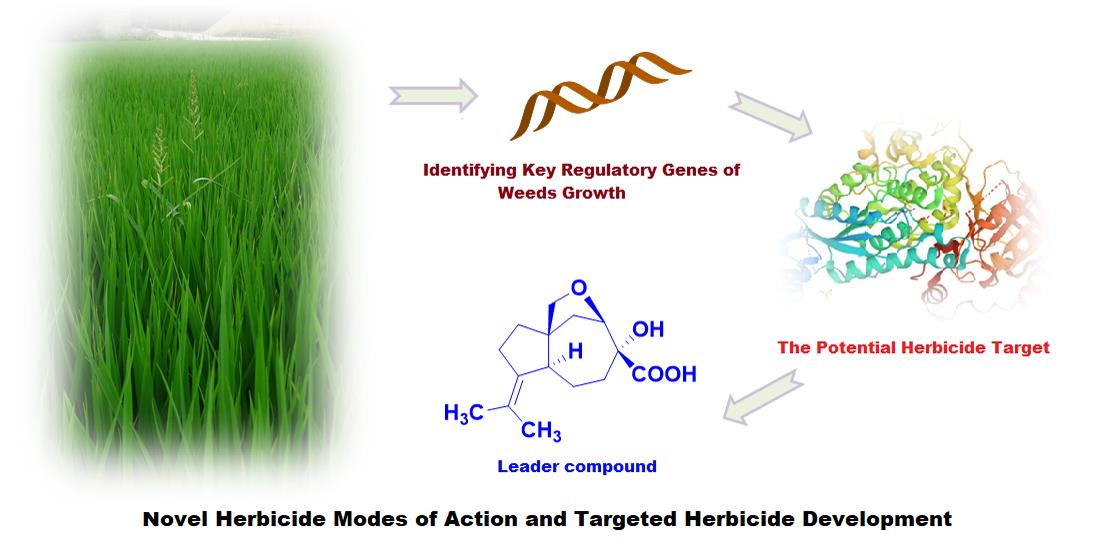 HPPD inhibitor mesotrione mode of action carotenoid bleaching