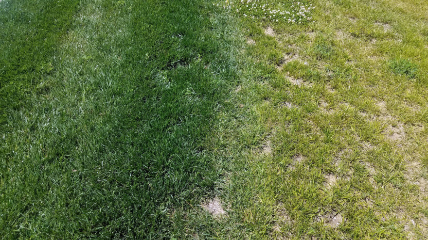 iron deficiency vs nitrogen deficiency turfgrass