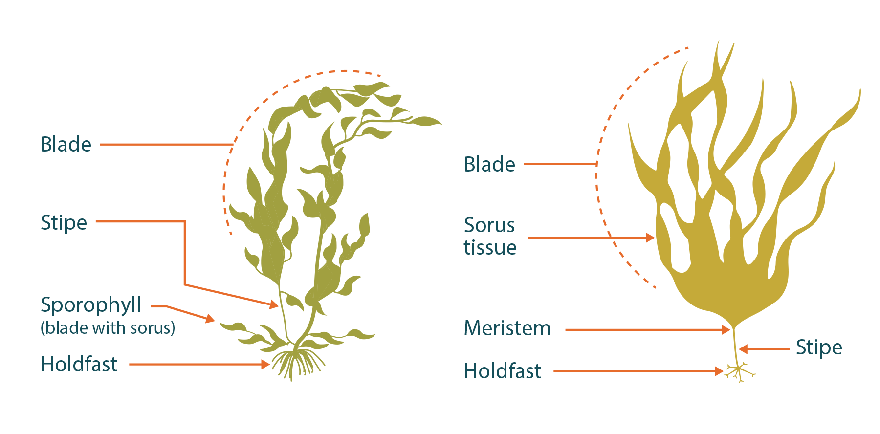 kelp plant hormones cytokinins auxins gibberellins