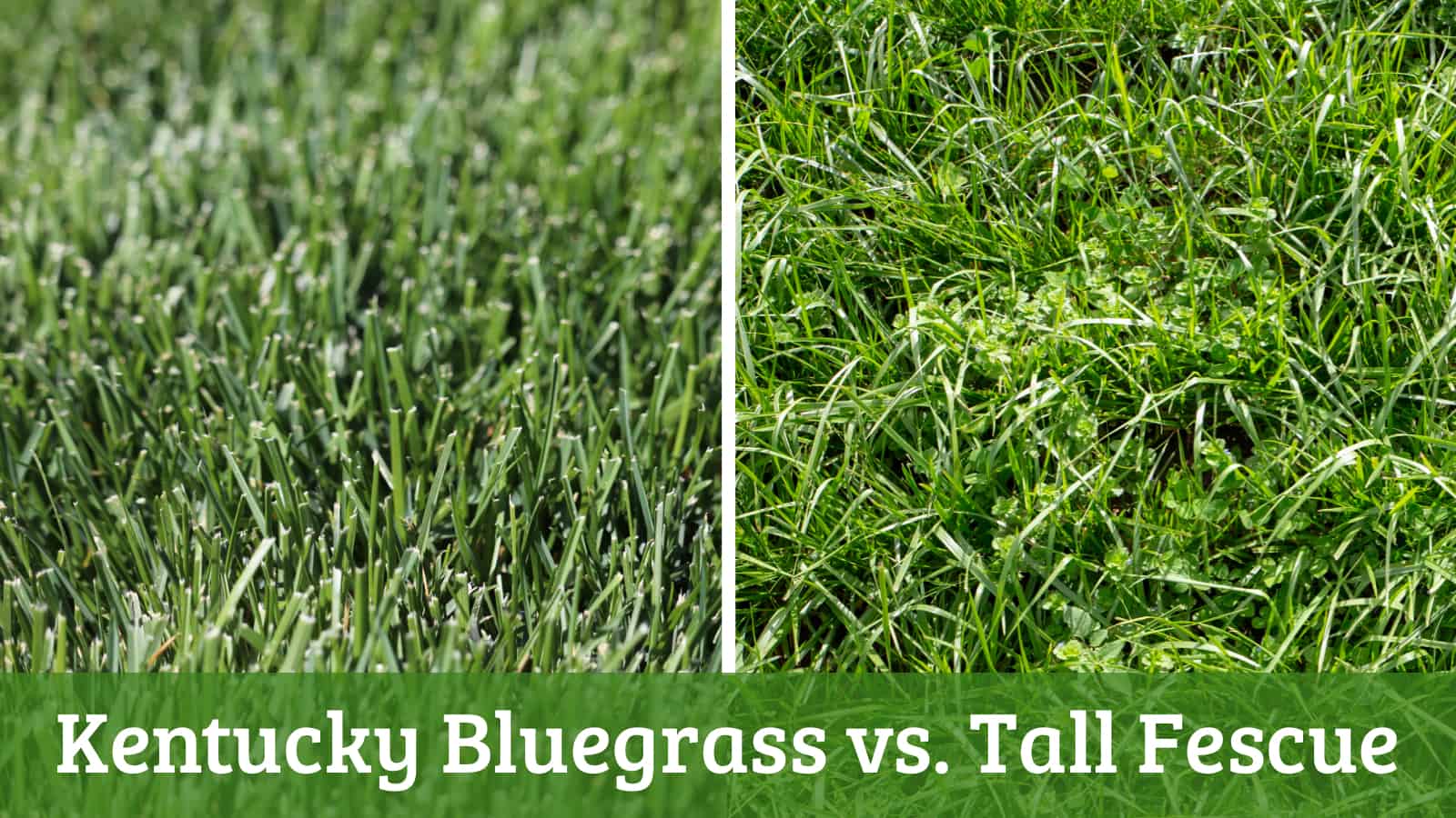 kentucky bluegrass vs tall fescue comparison