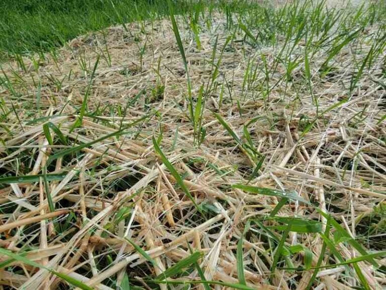 lawn topdressing timing