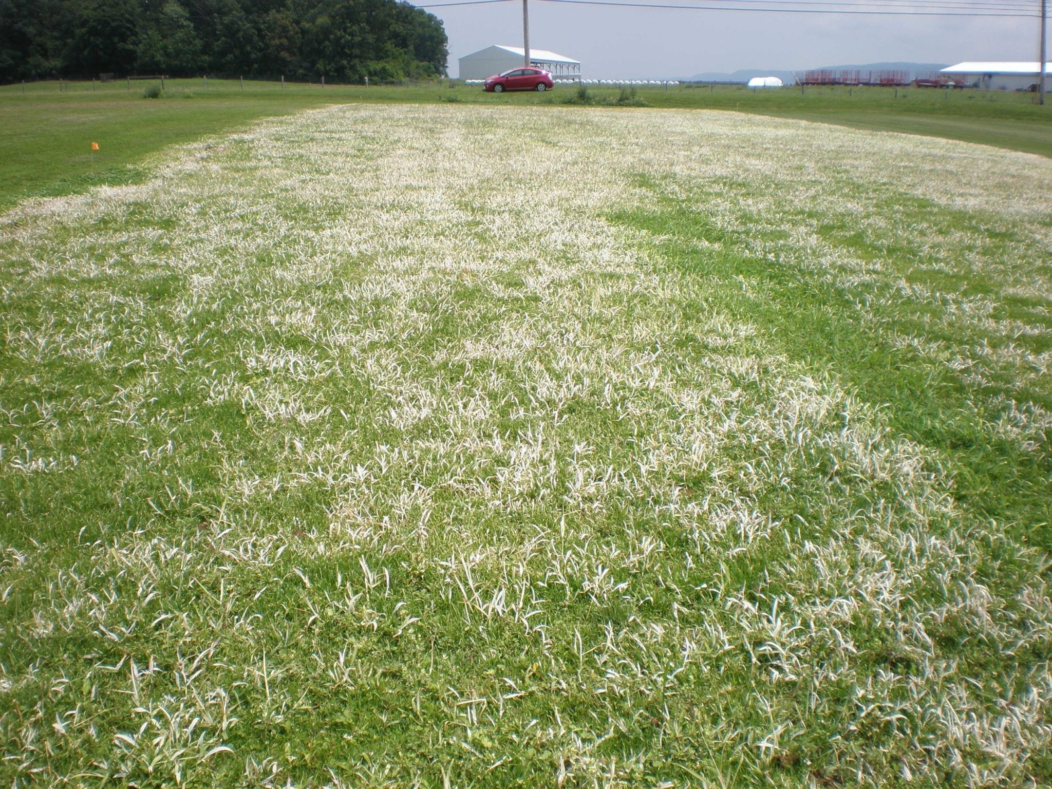 mesotrione vs other herbicides at seeding