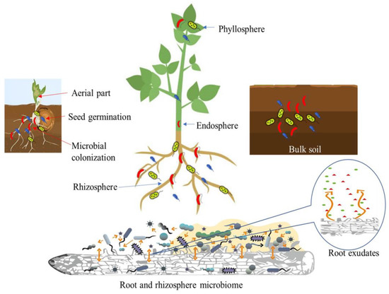 microbial mechanism of bacillus subtilis antifungal action