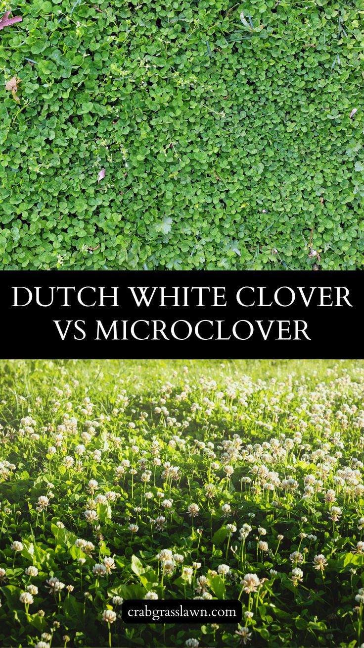 microclover vs alternatives comparison