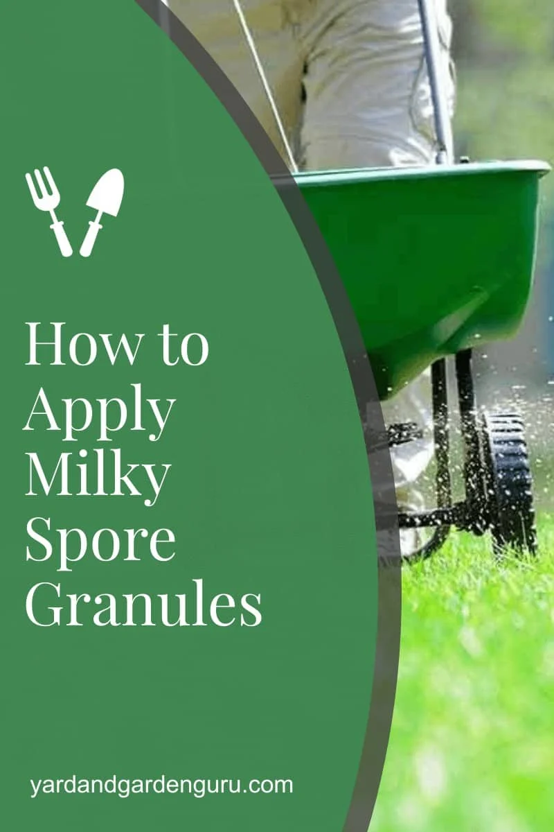 milky spore application grid pattern and watering in