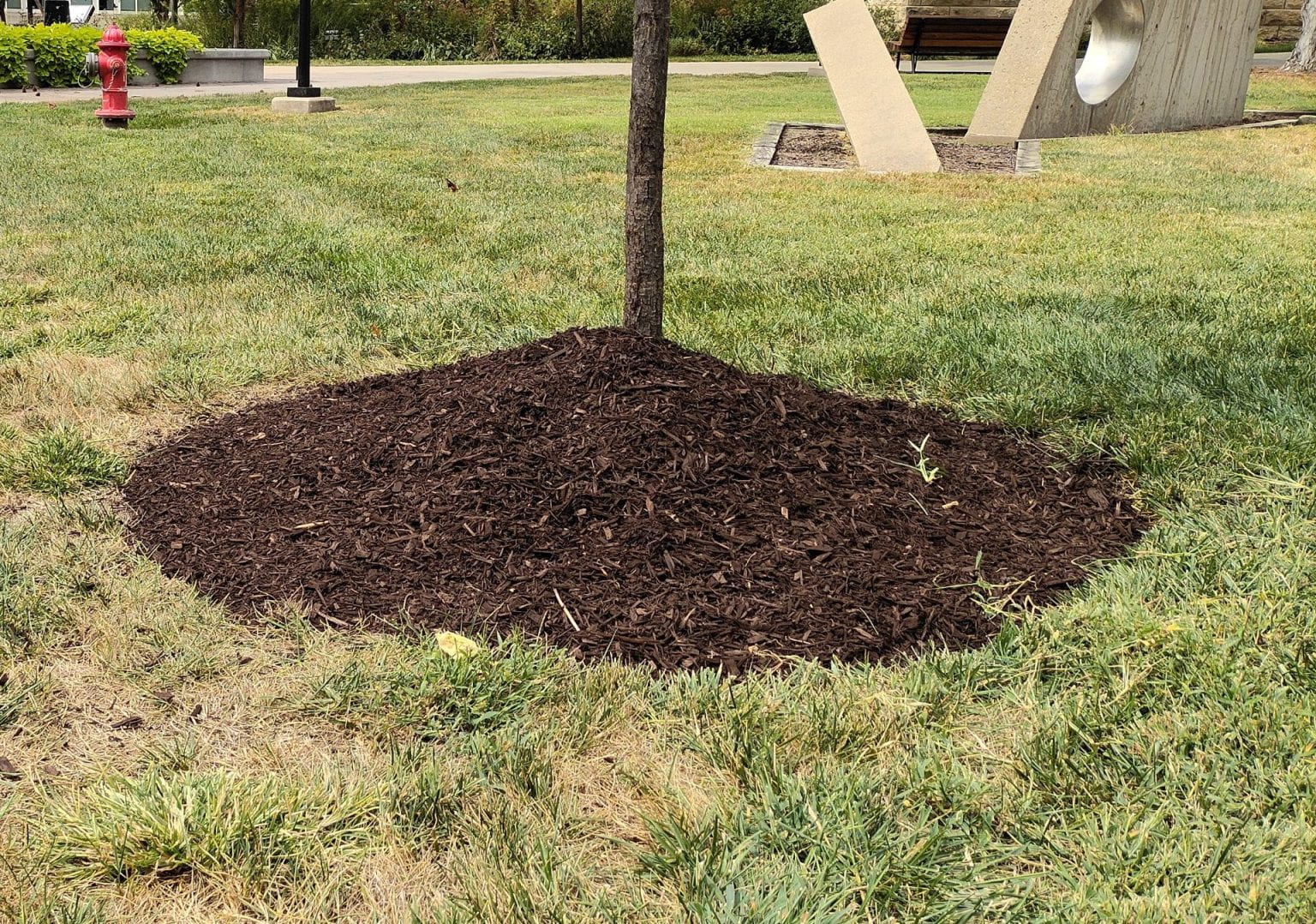 mulch ring around tree