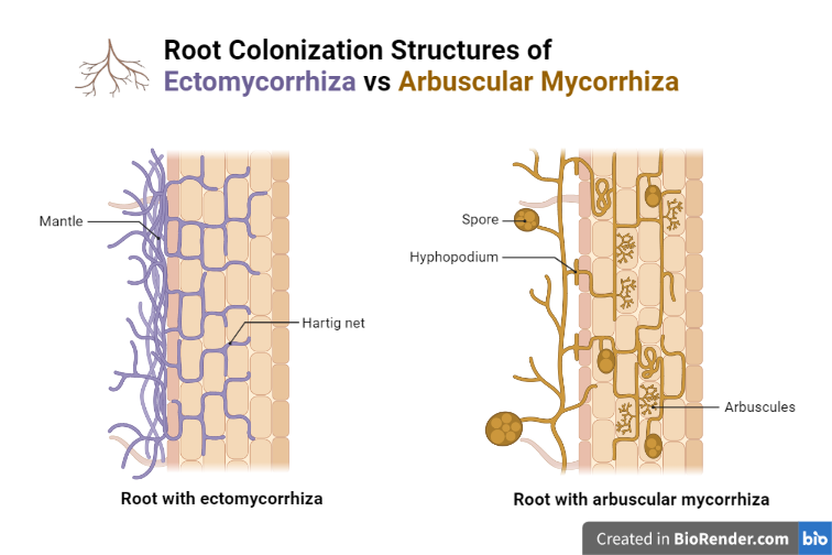 mycorrhizae and grass root symbiosis