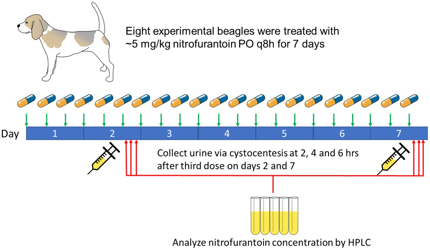 nitrogen content and concentration in dog urine