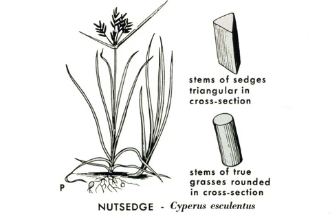 nutsedge identification yellow vs purple