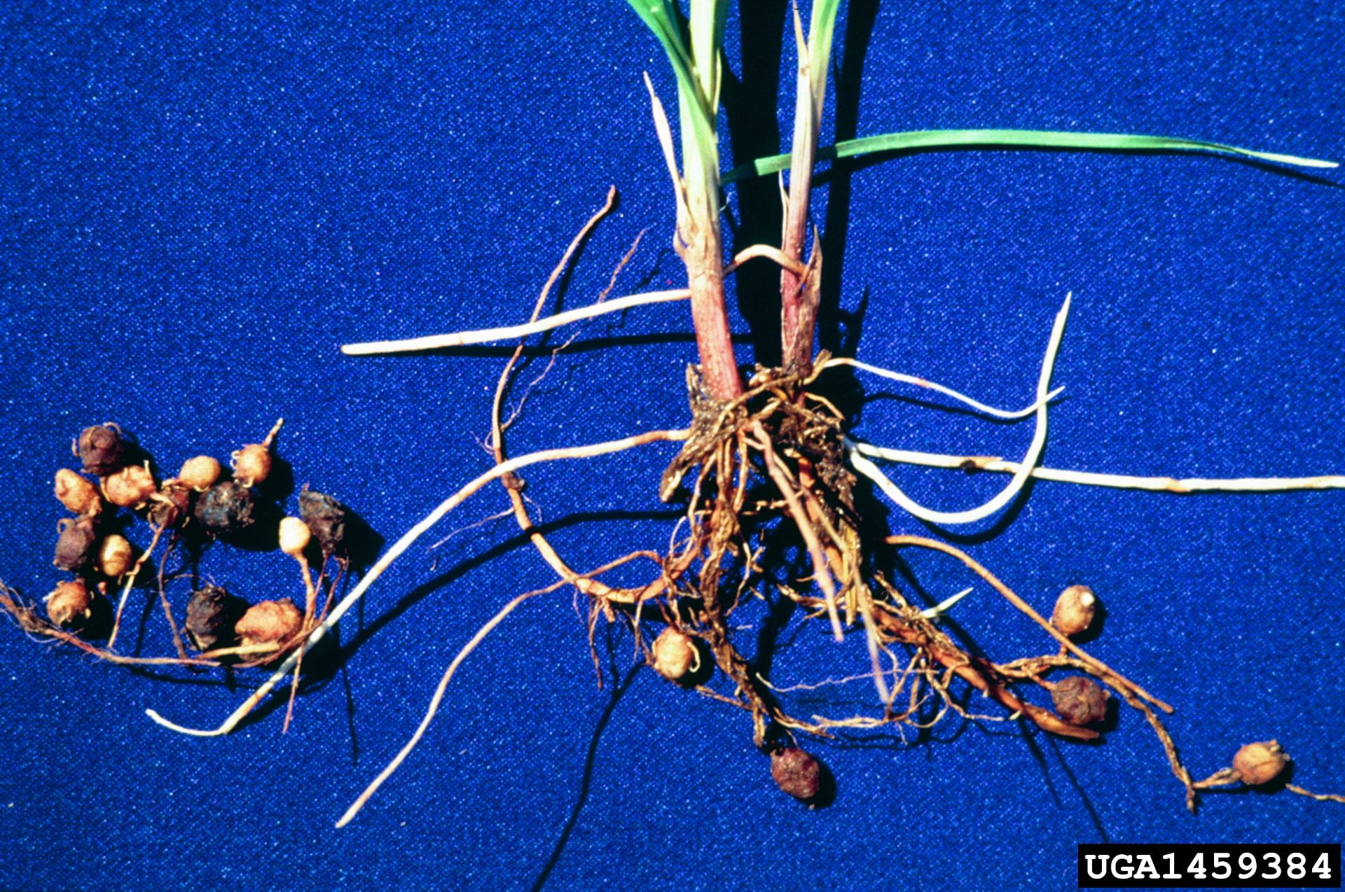 nutsedge tuber chain after pulling