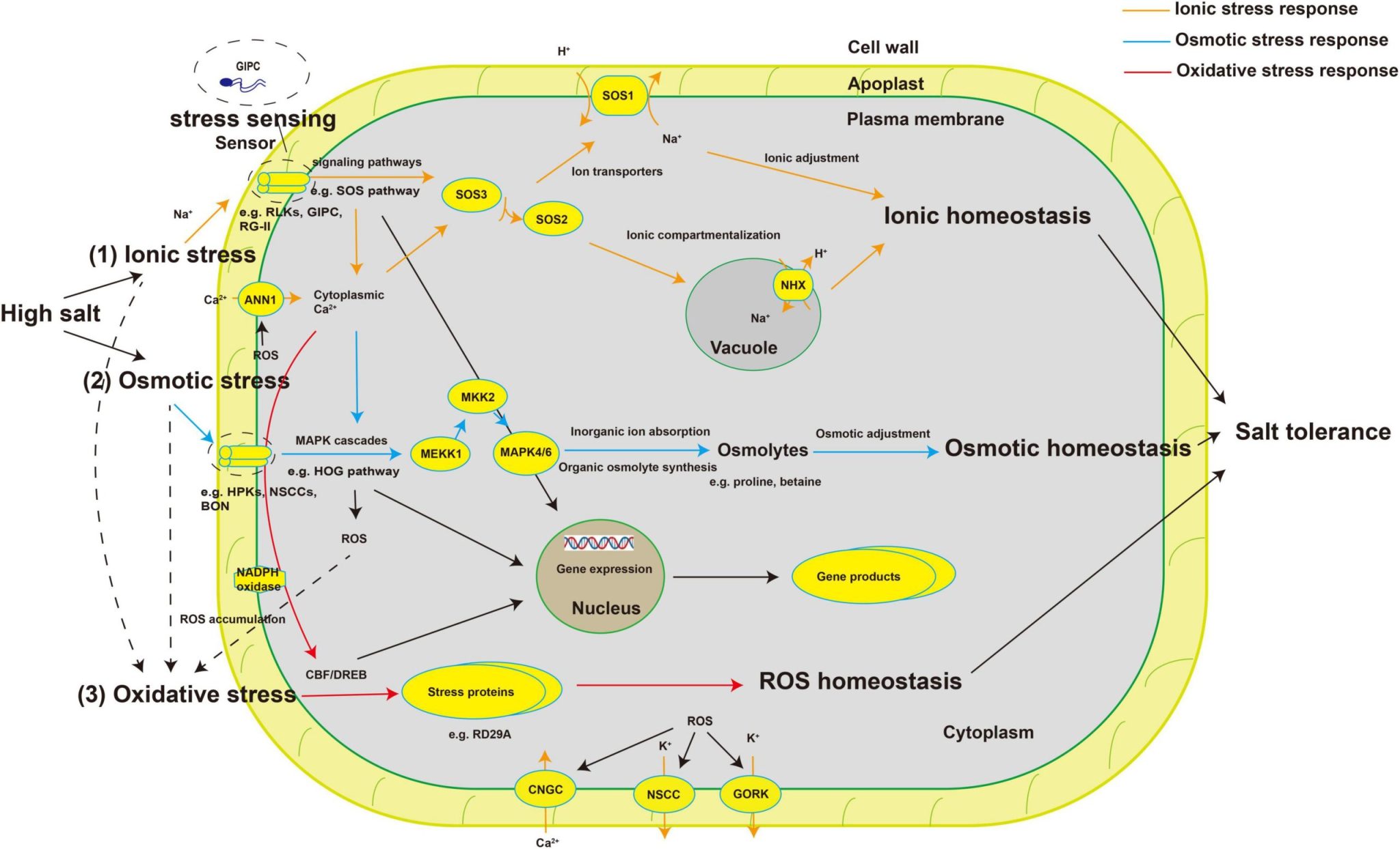 Potassium's role in plant stress physiology