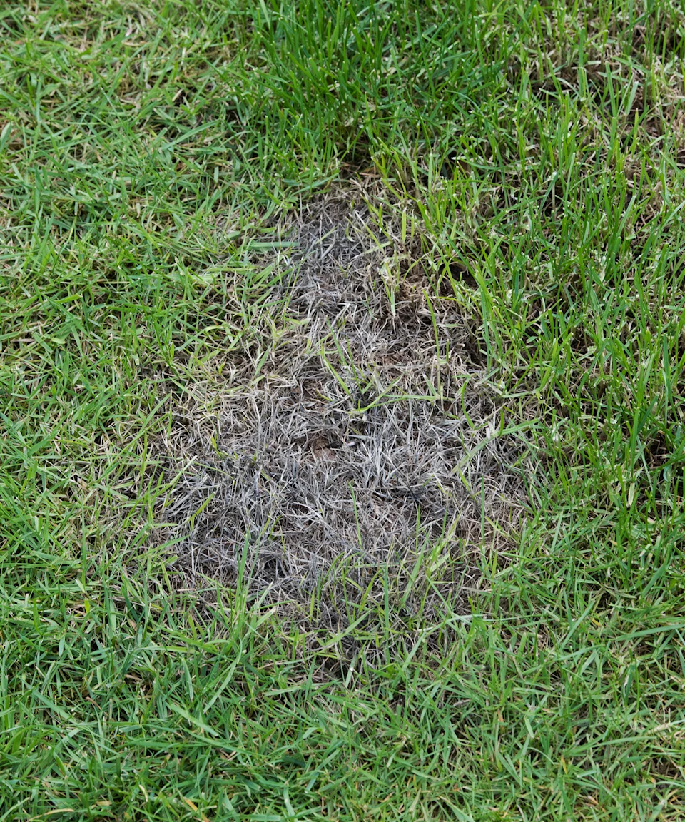 reasons grass seed fails to germinate