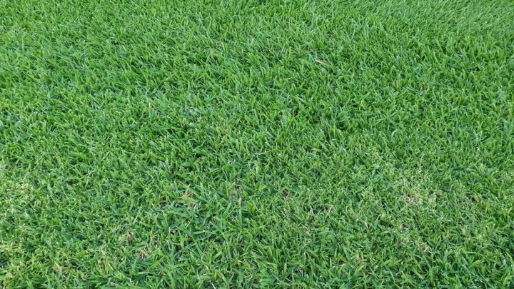 Rhizomatous vs Standard Tall Fescue: Key Differences