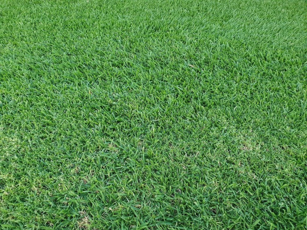 rhizomatous tall fescue vs standard tall fescue review