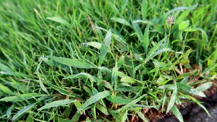 salt-tolerant grass species