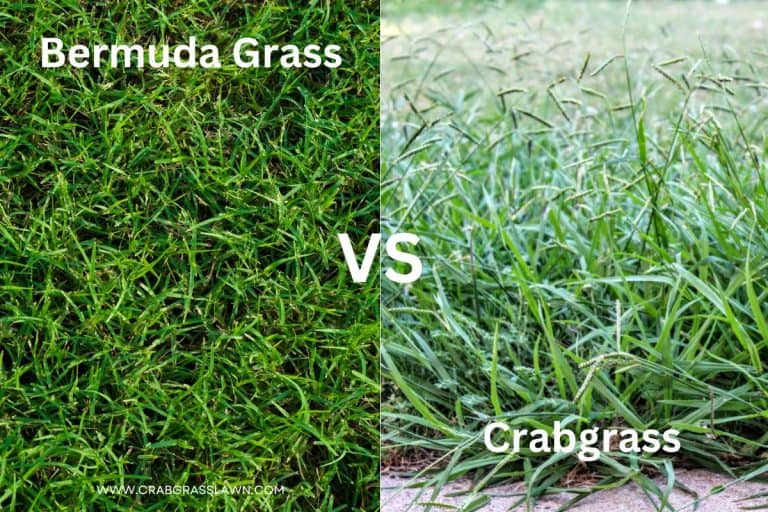 sandbur identification grass type