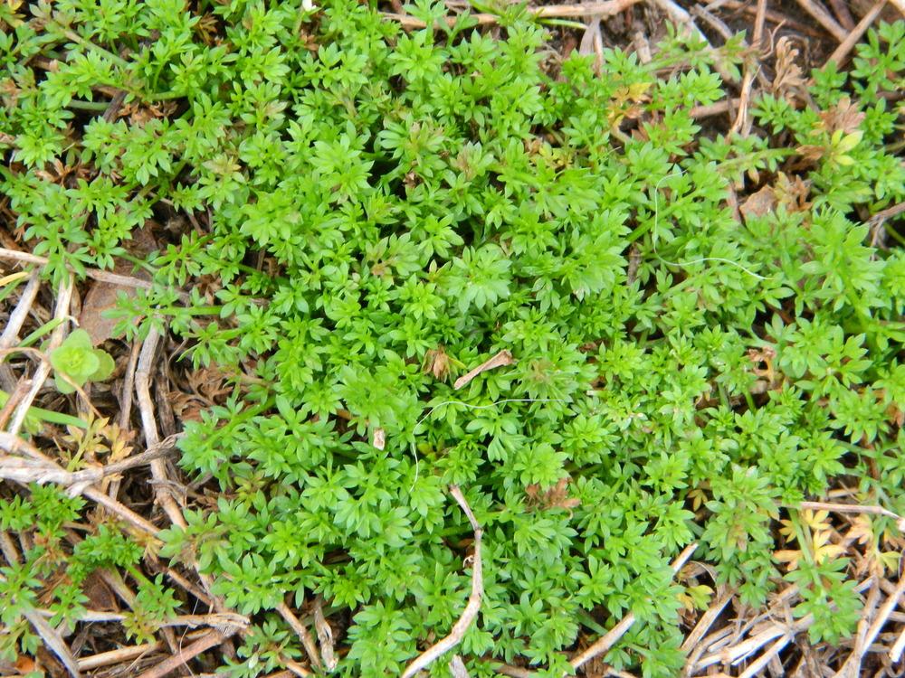sandbur vs burweed vs goosegrass identification
