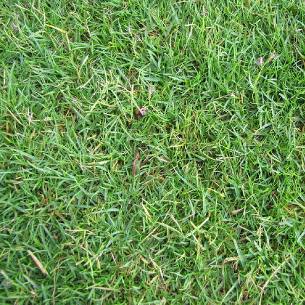 Seashore paspalum salt-tolerant turfgrass