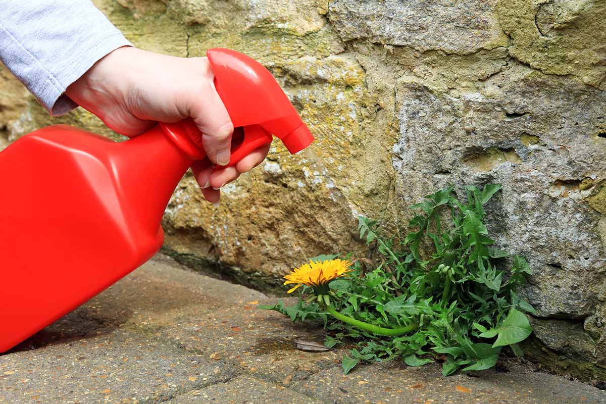 selective broadleaf herbicide dandelion