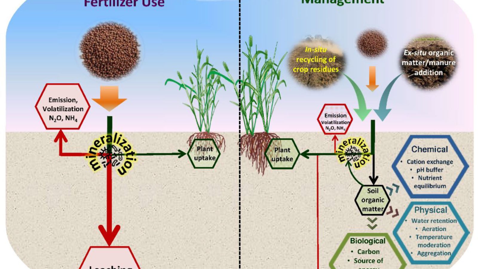 Spoon feeding vs traditional fertilization