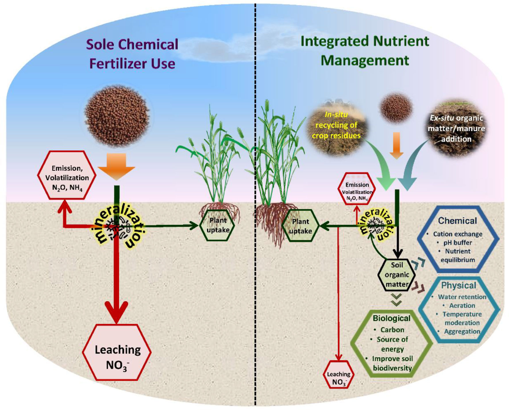 Spoon feeding vs traditional fertilization