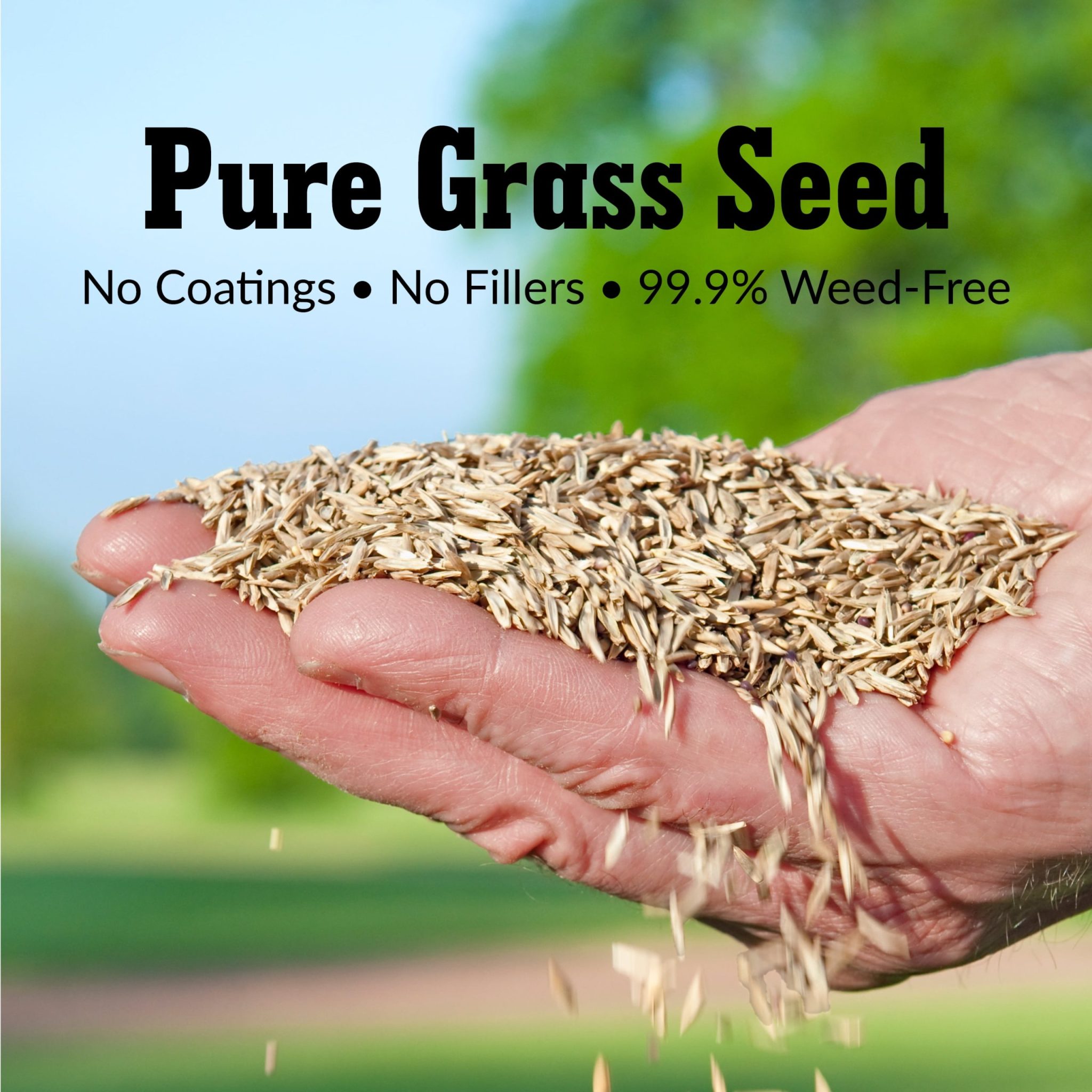 tall fescue seeding and establishment