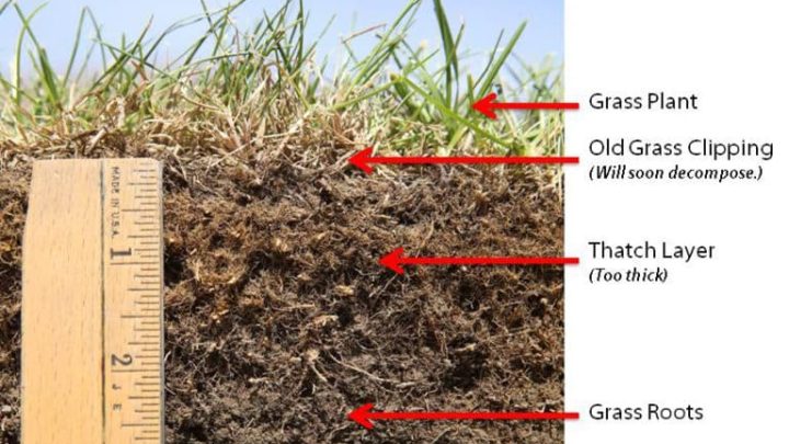Manual Thatch Rake vs Electric Dethatcher: Which Is Easier?