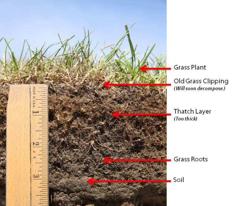 thatch layer in lawn