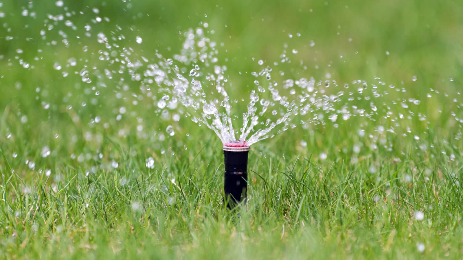 watering new grass seed