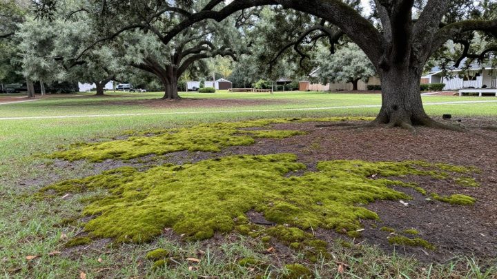 Why Moss Invades Shaded, Acidic Lawns (And How to Stop It)