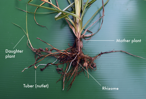 Why Pulling Nutsedge Spreads It Worse (And What Kills It)