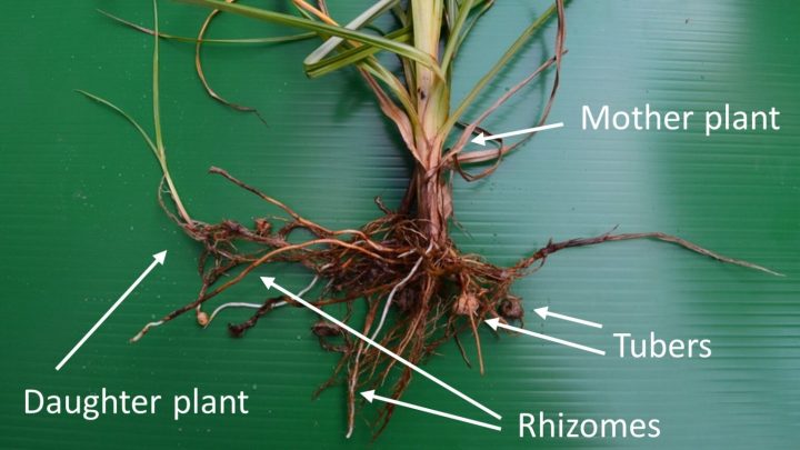 Why Pulling Nutsedge Makes It Spread Faster